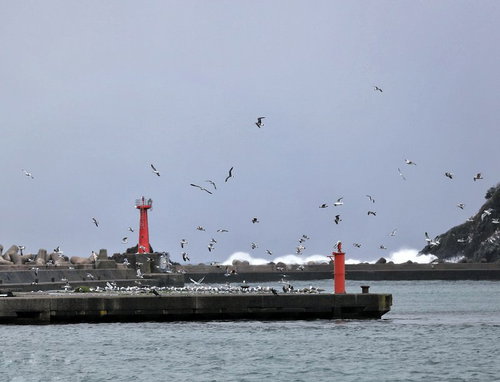 カモメが舞う港湾の空と赤い灯台
