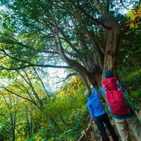 平湯大ネズコの巨木の根元でウォーキングを楽しむ2人の写真