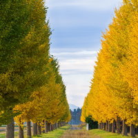 秋の銀杏並木がまっすぐに続く景観の写真