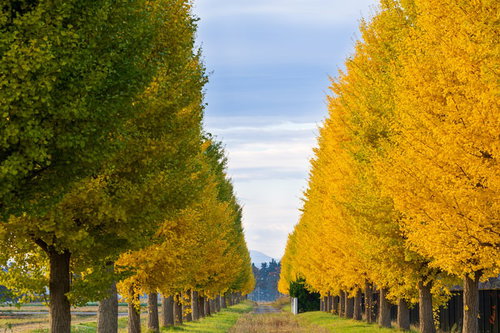 秋の銀杏並木がまっすぐに続く景観