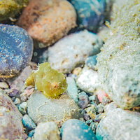 ダンゴウオ（フウセンウオ）の写真