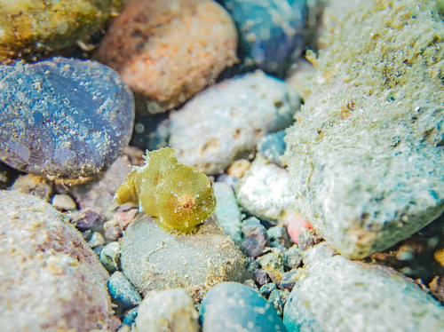 ダンゴウオ（フウセンウオ）