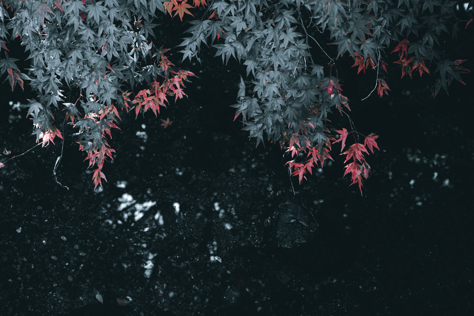 暗い背景に垂れ下がる紅葉したもみじ