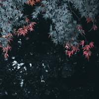 紅く色づく葉と暗闇のもみじの写真