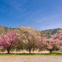 春の空き地に満開で咲く桜と山々の風景の写真