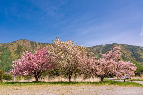 春の空き地に満開で咲く桜と山々の風景