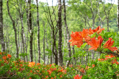 新緑の白樺の森に咲くレンゲツツジ（白樺平）