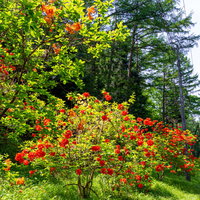 道沿いに咲く赤いアザレア（西洋ツツジ）の花の写真