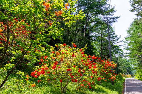 道沿いに咲く赤いアザレア（西洋ツツジ）の花