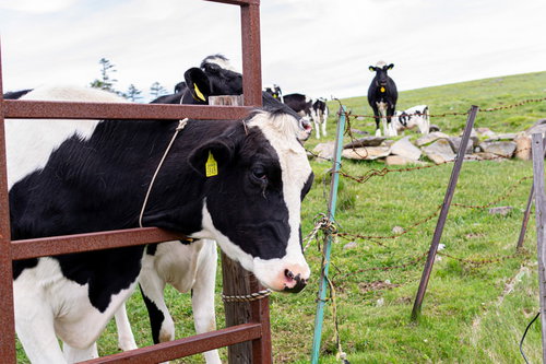 美ヶ原の高原で放牧された牛の
