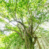 美ヶ原のトガの親木、青空に大きく枝を広げる巨木の写真