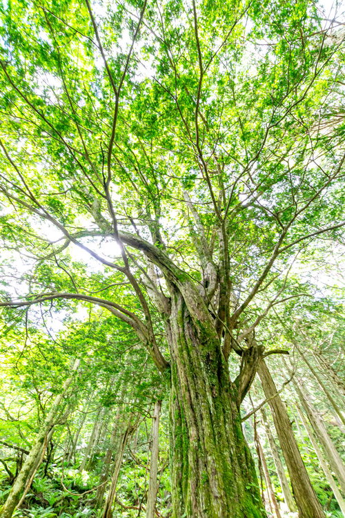 美ヶ原のトガの親木、青空に大きく枝を広げる巨木