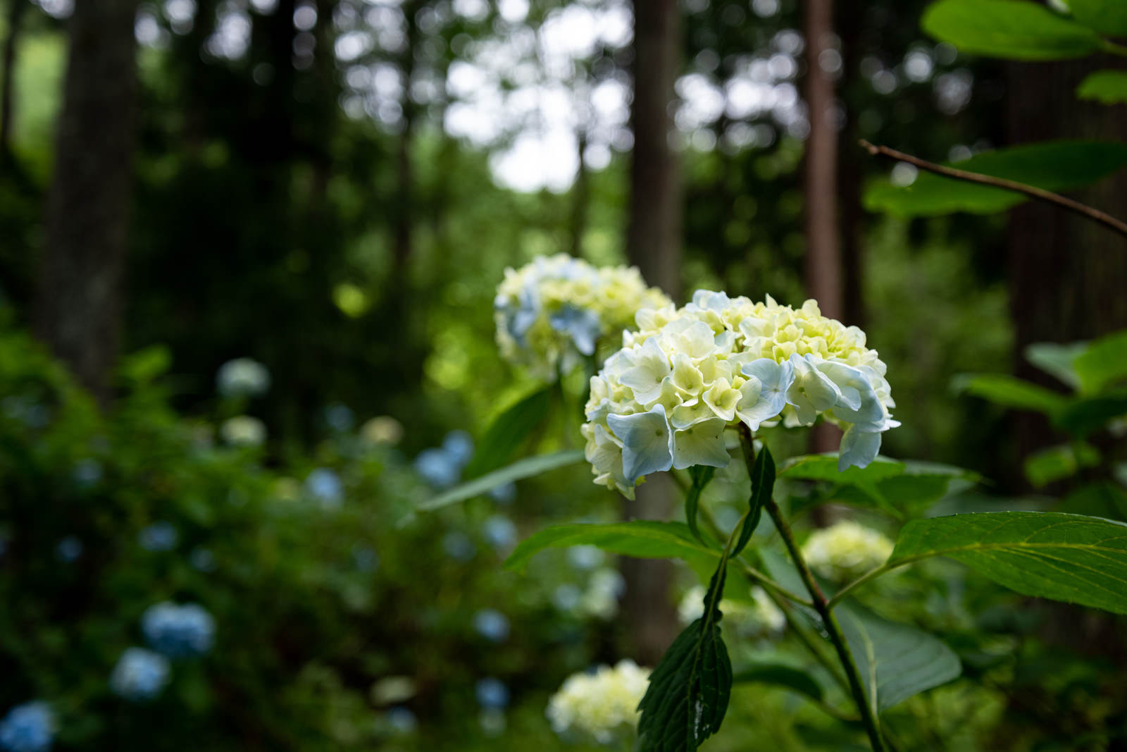 アジサイ公園で咲く白い紫陽花の花