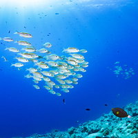 透明度の高い海でまとまって泳ぐノコギリダイの群れの写真