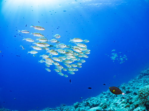 透明度の高い海でまとまって泳ぐノコギリダイの群れ