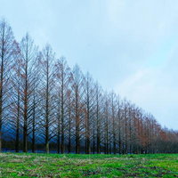 整然と並ぶメタセコイア並木の冬景色、赤褐色の小枝と奥の青い山々の写真