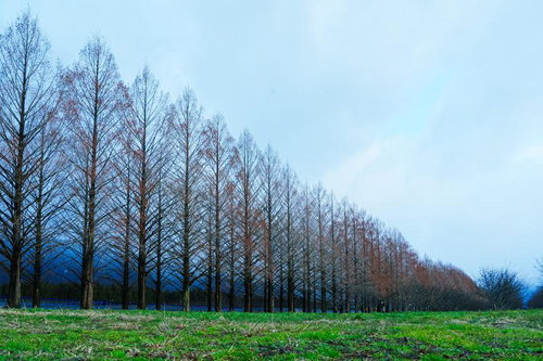 整然と並ぶメタセコイア並木の冬景色、赤褐色の小枝と奥の青い山々