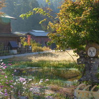 コスモスとへのへのもへじが立つのどかな白川郷の田園風景の写真