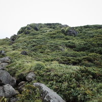 ハイマツと草が生い茂る曇りの日の暗い登山道（鳥海山）の写真