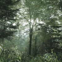 焼岳の針葉樹林に差し込む光芒と木漏れ日の風景の写真
