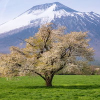 八幡平田代平の一本桜と岩手山、葉桜の季節の写真