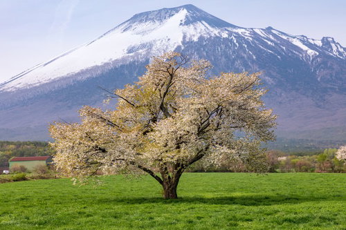 八幡平田代平の一本桜と岩手山、葉桜の季節