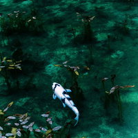 モネの池に泳ぐ白い鯉とスイレンの写真