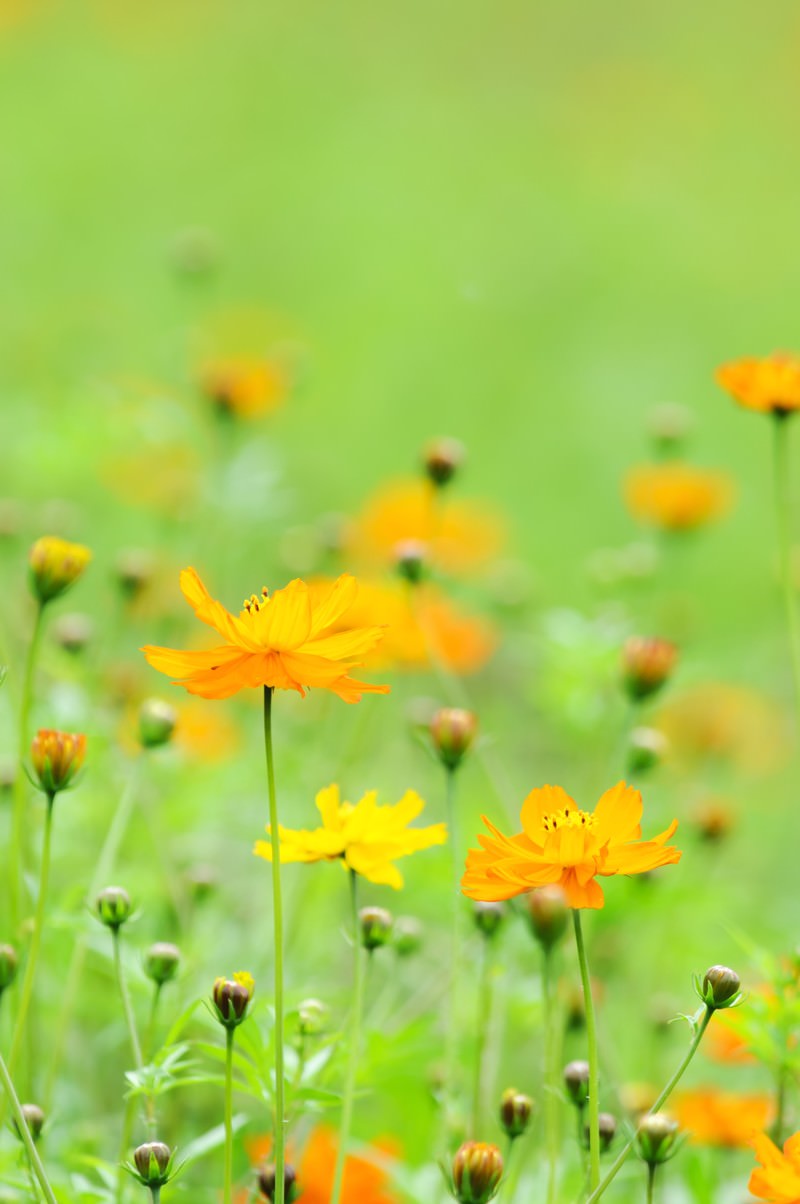 緑の背景に咲く鮮やかな黄色とオレンジ色のキバナコスモスの花