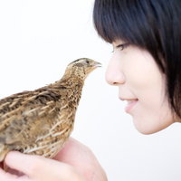 手のひらに乗ったウズラに話しかける女性とふれあいの写真