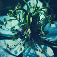 青い花のしだれ落ちる花糸と葯の写真