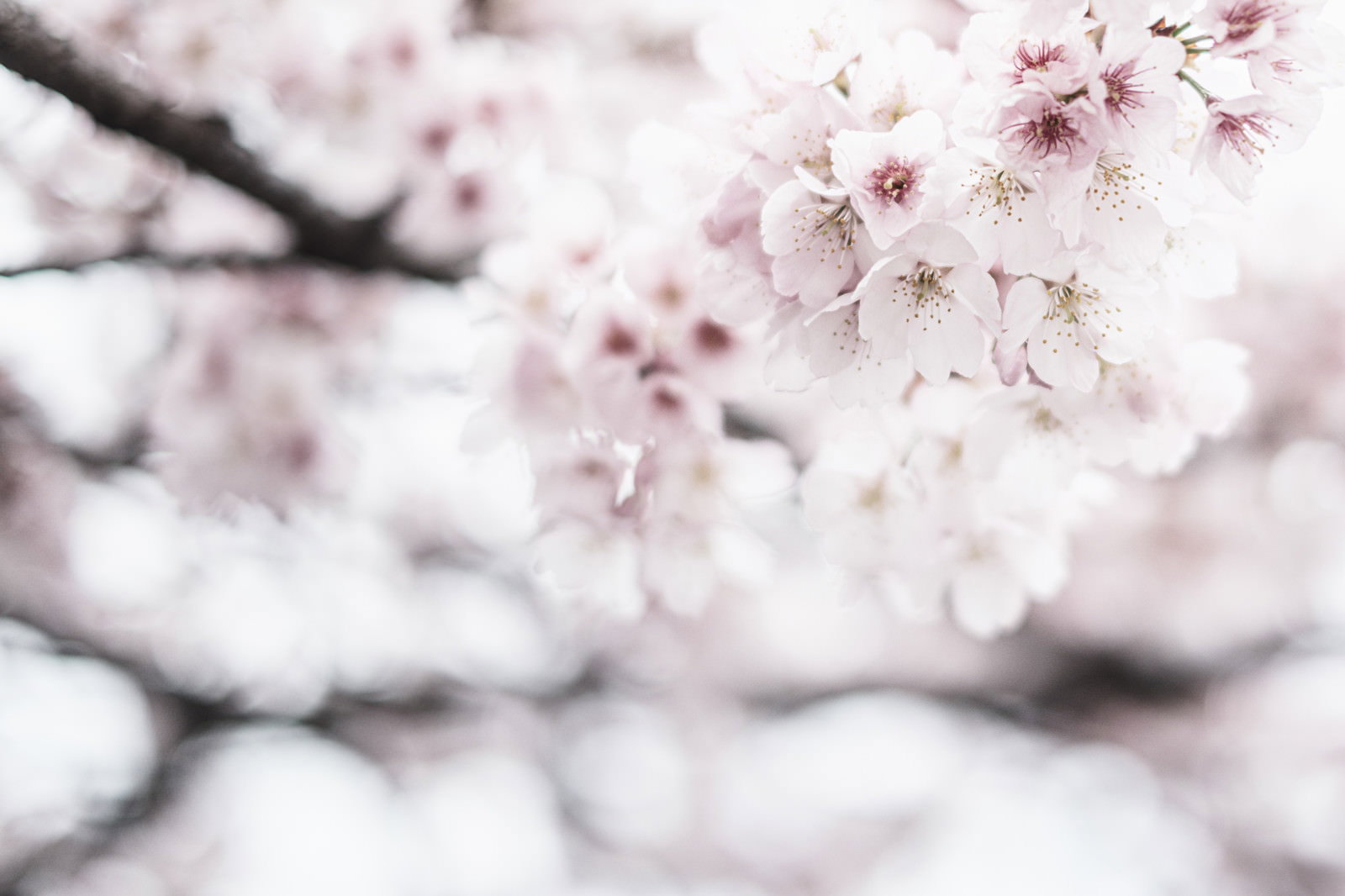 満開に咲く淡いピンク色の桜の花が枝に密集している様子