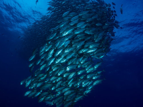 目の前を泳ぐギンガメアジ群れ（大群）