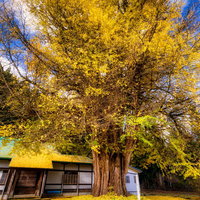 真山寺境内を黄色く覆う大きなイチョウの木と落ち葉の写真