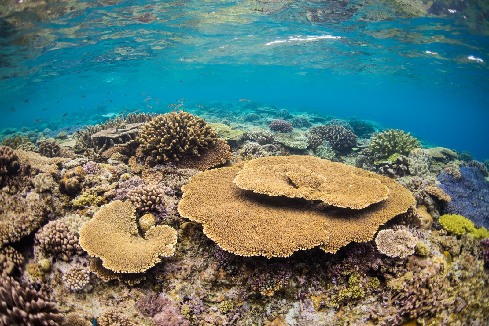 沖縄の水納島のサンゴ礁に広がる黄褐色と紫色の珊瑚が並ぶ海中風景