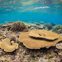 透き通る海「水納島」の珊瑚の写真
