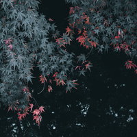 紅の葉、色づくもみじの枝の写真