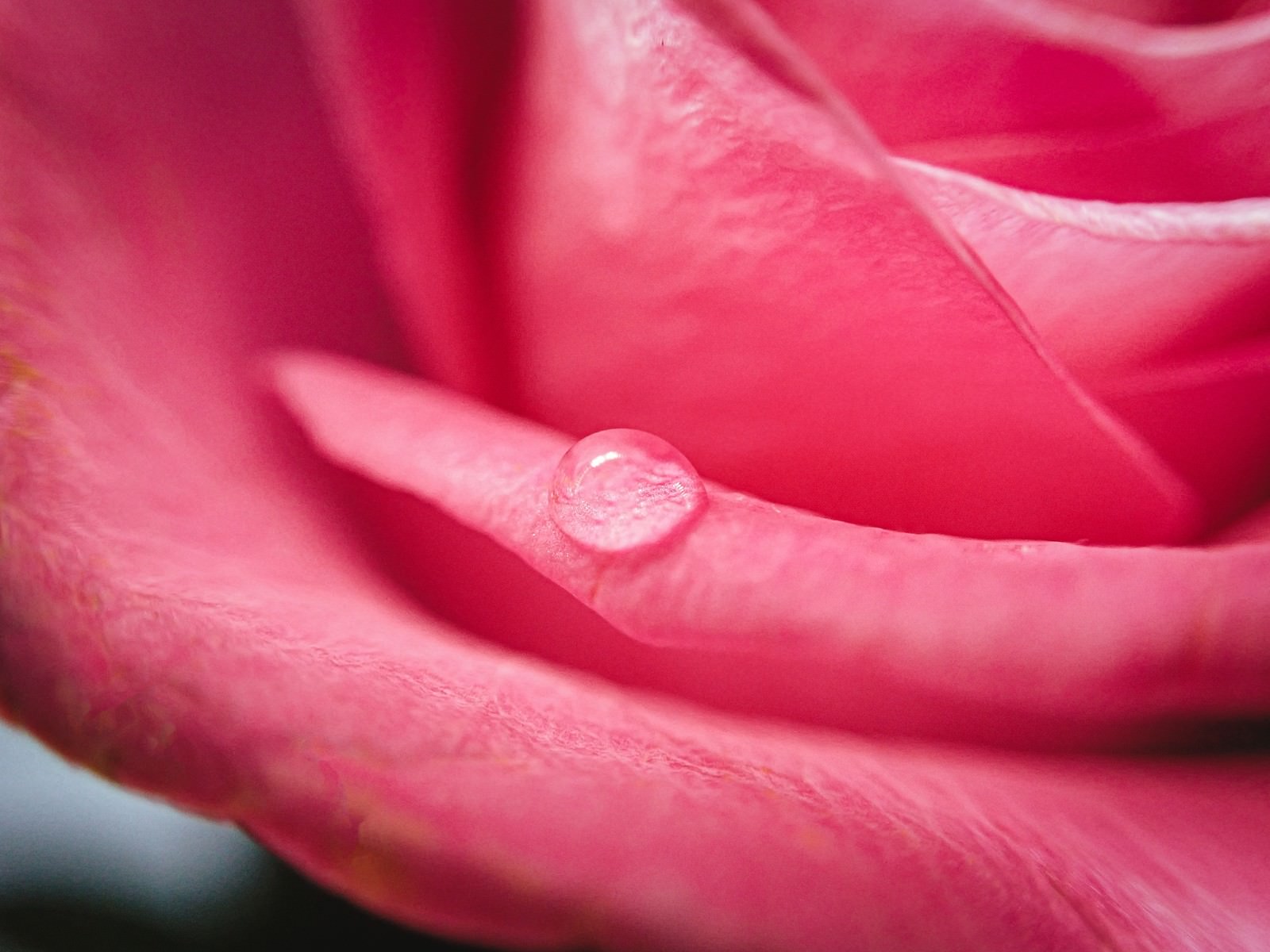 ピンクの薔薇の花びらに乗った水滴のマクロ写真