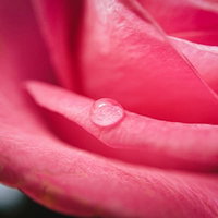 薔薇の花びらと水滴のマクロの写真