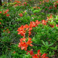 白樺平の森林に群生するレンゲツツジの初夏風景の写真