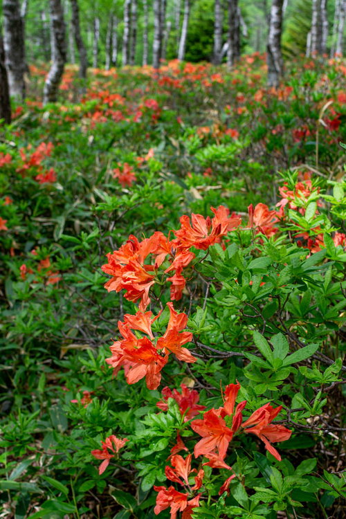 白樺平の森林に群生するレンゲツツジの初夏風景