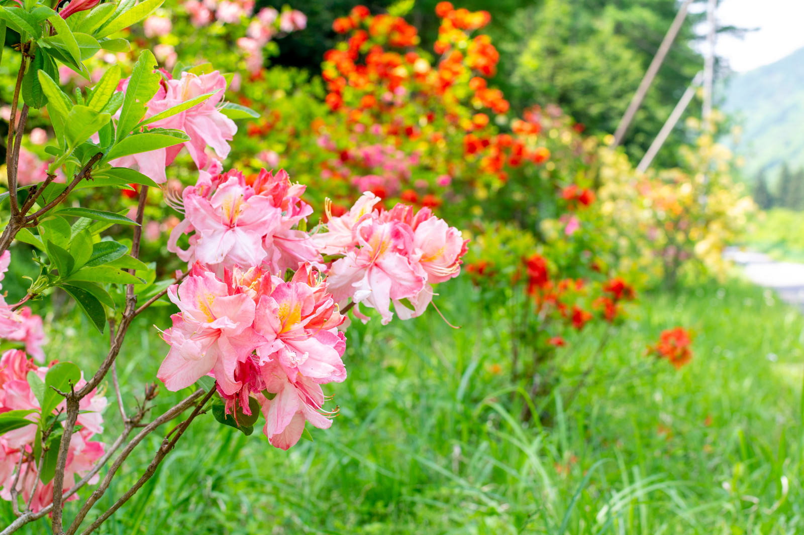 道端に咲くピンク色のアザレアの花と緑の草木