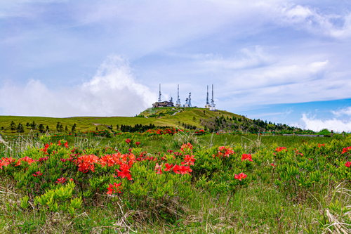 美ヶ原の草原に咲く高山植物と電波塔・鉄塔