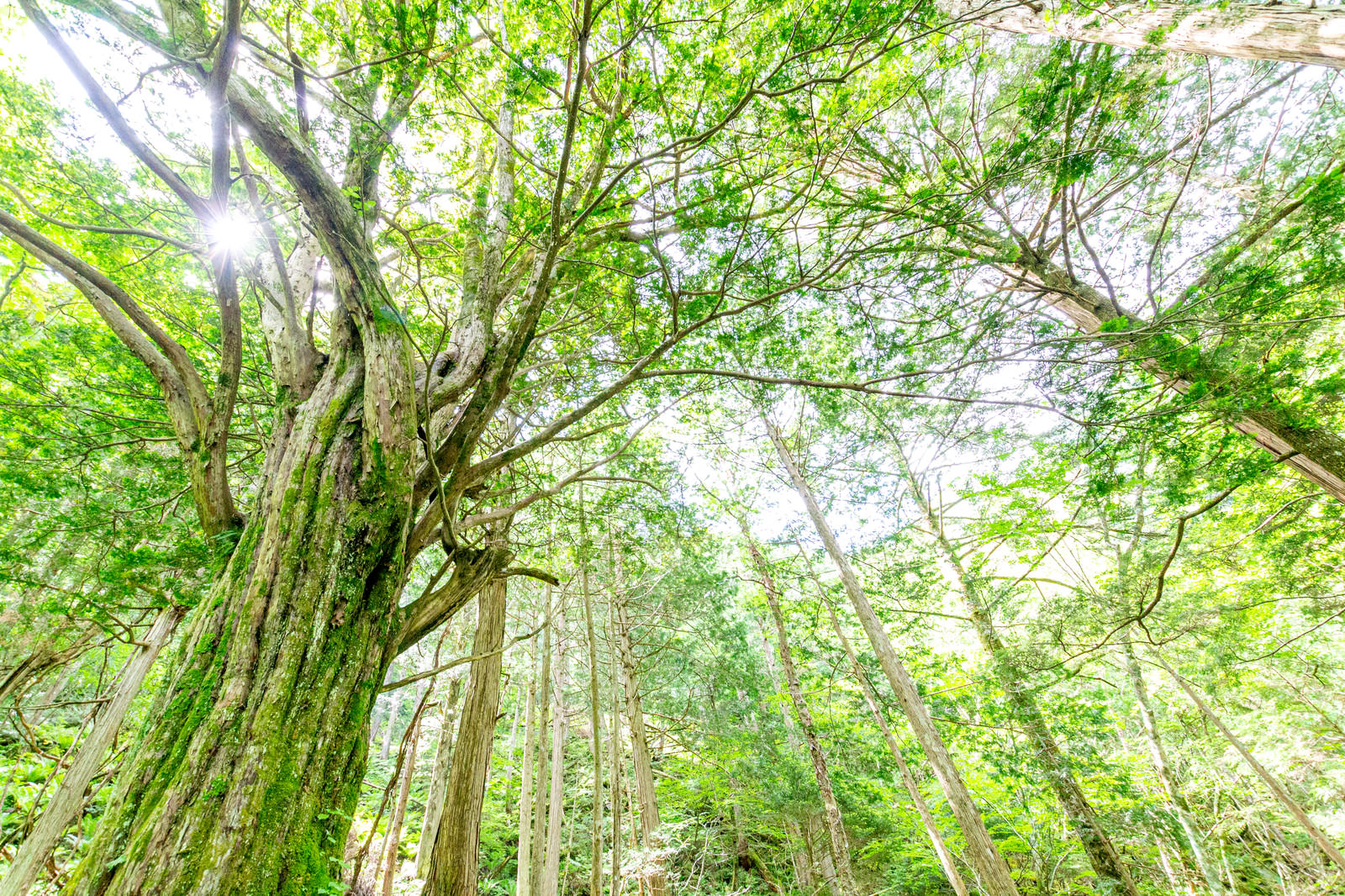美ヶ原のトガの親木のある森で青空に向かって枝を広げる緑豊かな木々