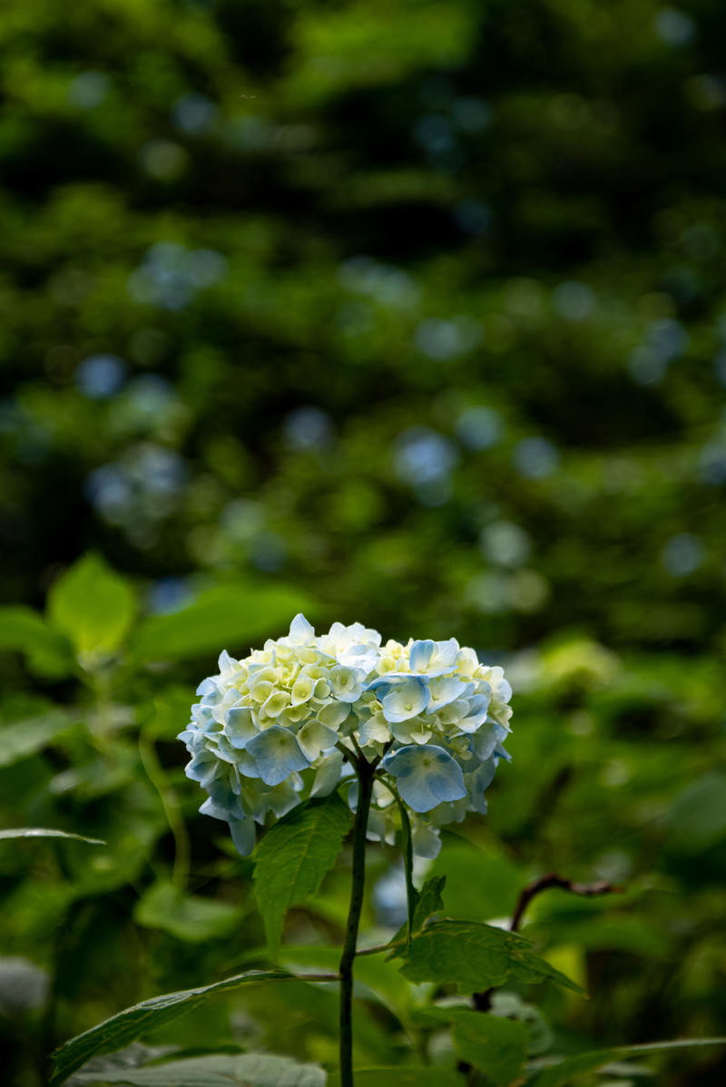 緑の葉に囲まれて咲く白い紫陽花の花