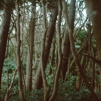 雑木林の枝道：落ち葉敷き詰められた自然歩道の写真