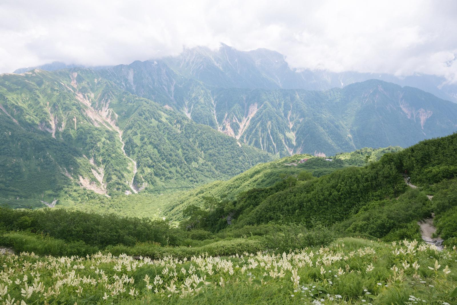 笠ヶ岳の小池新道でバイケイソウが咲き乱れる山の風景