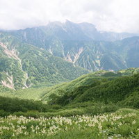 バイケイソウが咲き乱れる笠ヶ岳の小池新道の写真
