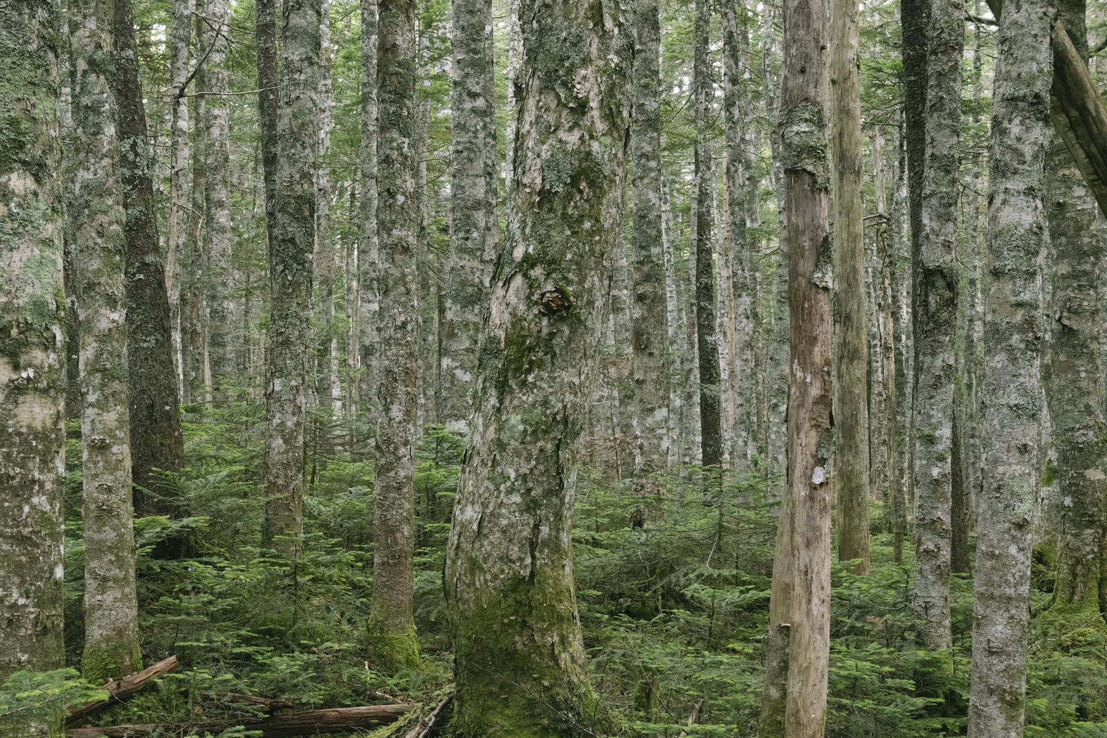 シラビソとコメツガが密集した山林で、苔むした樹幹が並び、足元に緑の下生えがある風景