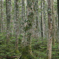 トリックアートのようなシラビソとコメツガの密集林の写真