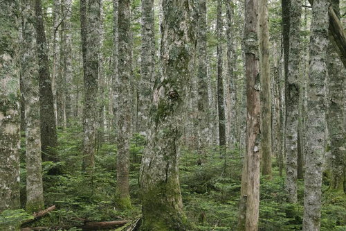 トリックアートのようなシラビソとコメツガの密集林